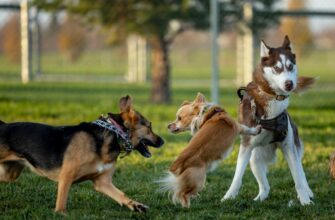airdrop crypto dogs3