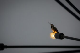 airdrop kriptovaljut besplatno3