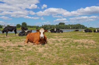 kriptovaljuta cow2