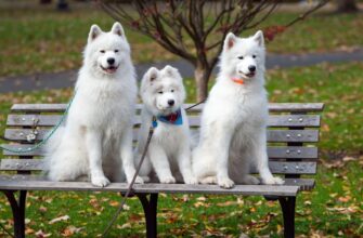 kriptovaljuta dogs2