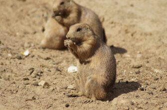 kriptovaljuta hamster kombat3