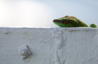 kriptovaljuta pepe prognoz3