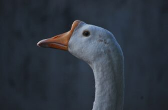 kriptovaljuta vet2