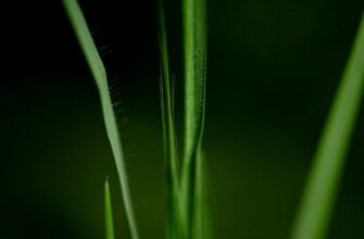 airdrop crypto grass3