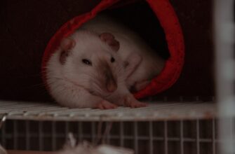 airdrop crypto hamster kombat4