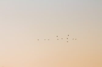 airdrop crypto jelentese3