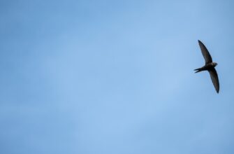 airdrop crypto yescoin3