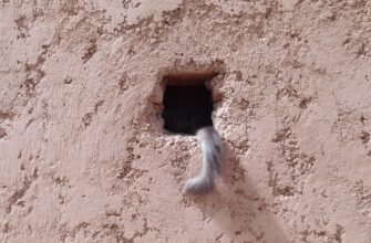 cats airdrop crypto3