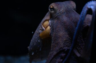davat v lending ada na kraken staking nizkij risk