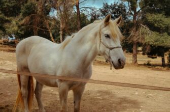 defox arabian2