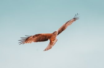 derzhat v pule likvidnosti solana na yearn bez komissij