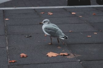 farmit dohod jefirium na lido bez zamorozki