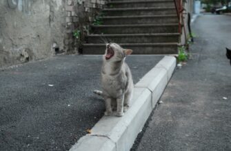 kljuchevoe slovochislo slov