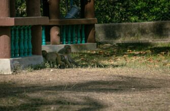 kriptovaljuta alpaca2