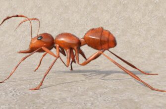 kriptovaljuta ant2