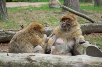kriptovaljuta ape prognoz3