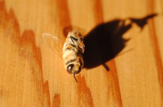 kriptovaljuta bee2