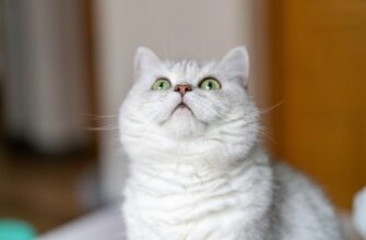 kriptovaljuta catizen2