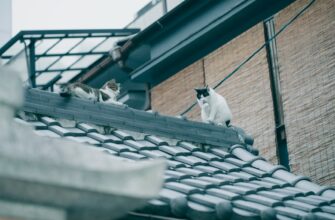 kriptovaljuta cats2