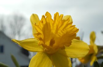 kriptovaljuta daffodil2
