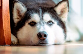 kriptovaljuta doge2