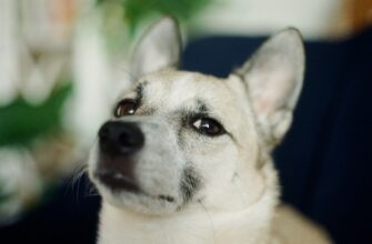 kriptovaljuta dogecoin prognoz3