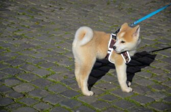 kriptovaljuta dogecoin2