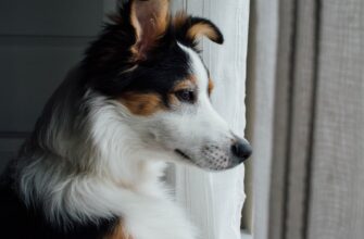 kriptovaljuta dogs perspektivy3