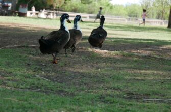 kriptovaljuta flock2