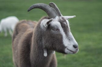 kriptovaljuta goat2