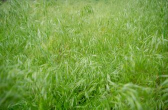 kriptovaljuta grass2