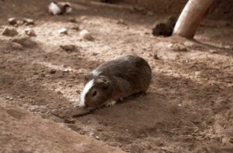 kriptovaljuta hamster combat3