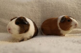 kriptovaljuta hamster2