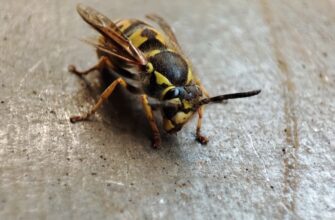 kriptovaljuta hive2