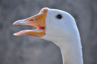 kriptovaljuta wal2