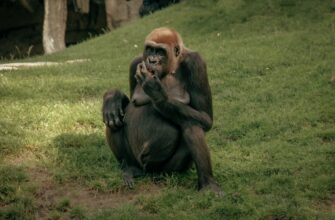 kriptovaljuta zoo2
