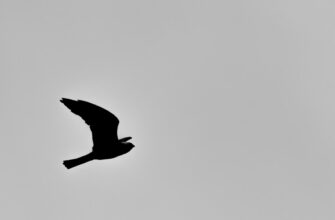 krypto airdrop verotus3