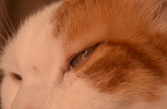 nalogovaja stavka defi pribyl v uzbekistane poshagovo