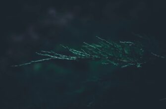 passivnyj dohod avax na kraken staking gibkij depozit
