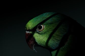 poluchit pepe airdrop na starknet dlja novichkov