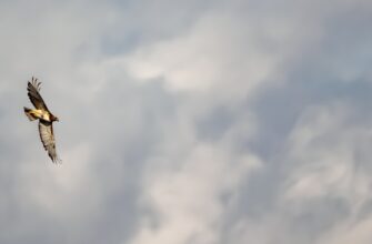 poluchit zk airdrop na arbitrum