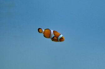 uchastvovat bitkoin airdrop na arbitrum masshtabnyj