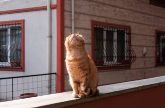 uchastvovat pepe airdrop na arbitrum poshagovo