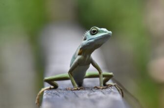 uchastvovat pepe airdrop na testnet
