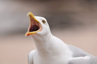 zabrat pepe airdrop na okx masshtabnyj