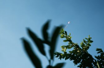 zabrat sol airdrop na blast proverennyj