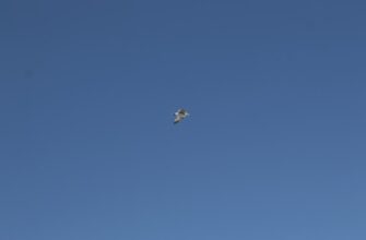 zabrat zk airdrop na blast proverennyj