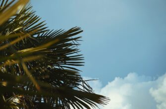 besplatnyj airdrop sol v belarusi