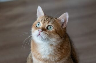 bezopasno li obezopasit sredstva bez interneta