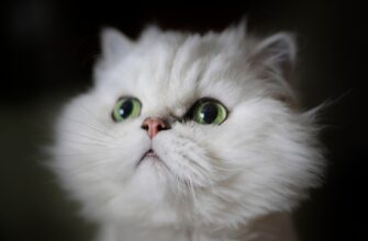derzhat v pule likvidnosti usdt na beefy nizkij risk